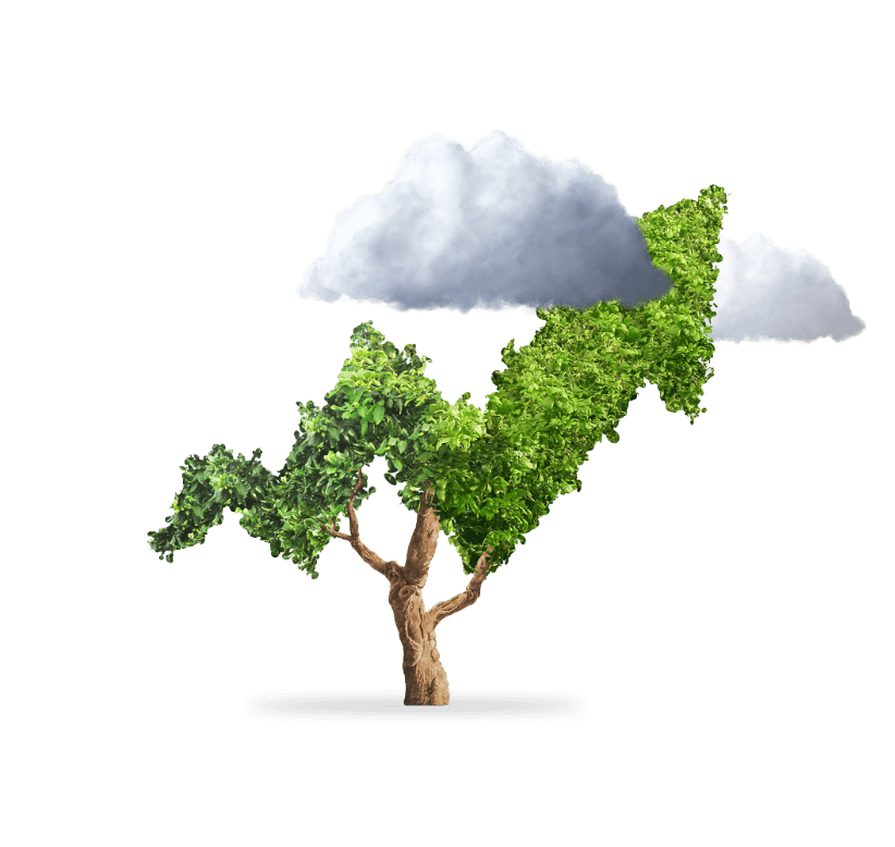 An image of a tree with green leaves